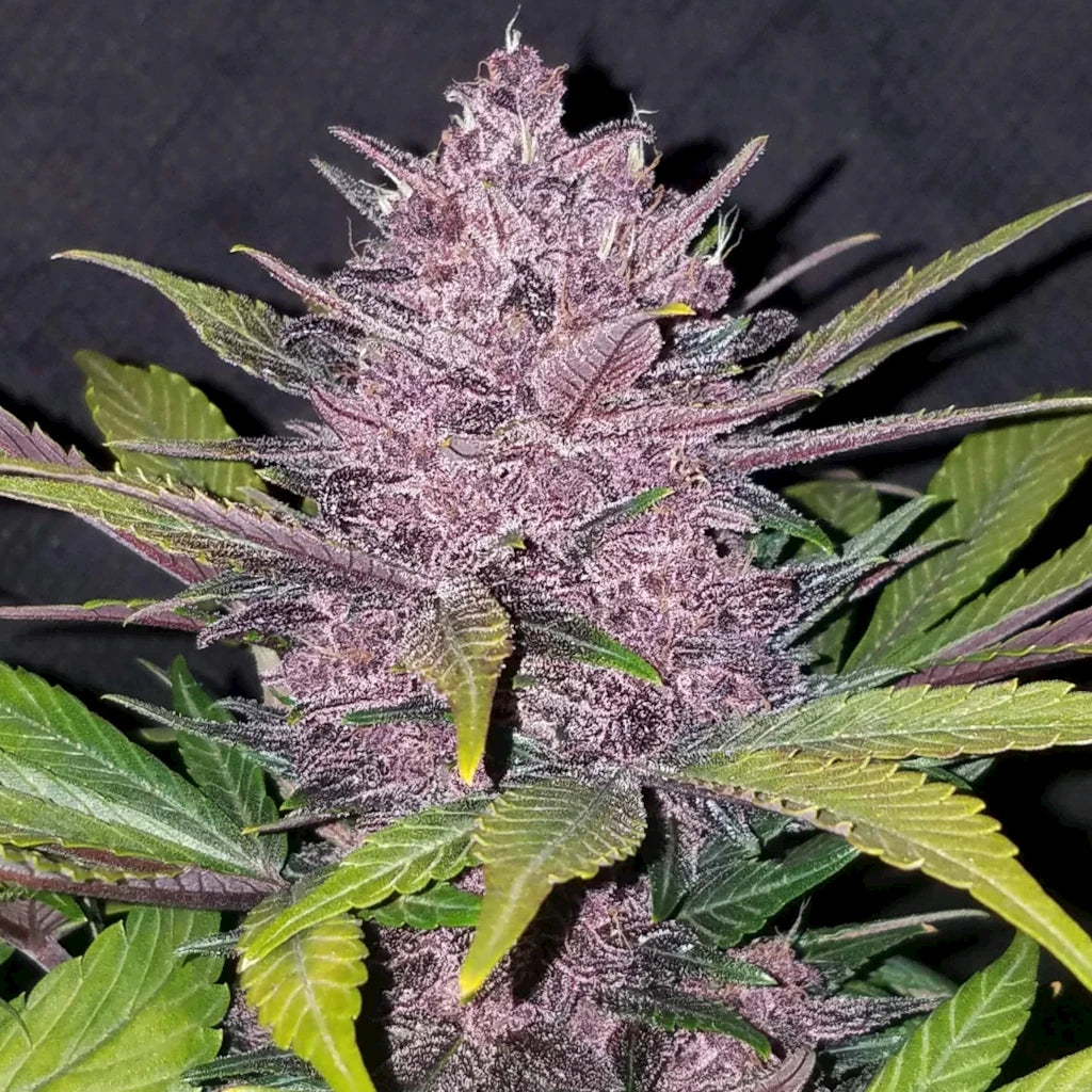 Blackberry Auto