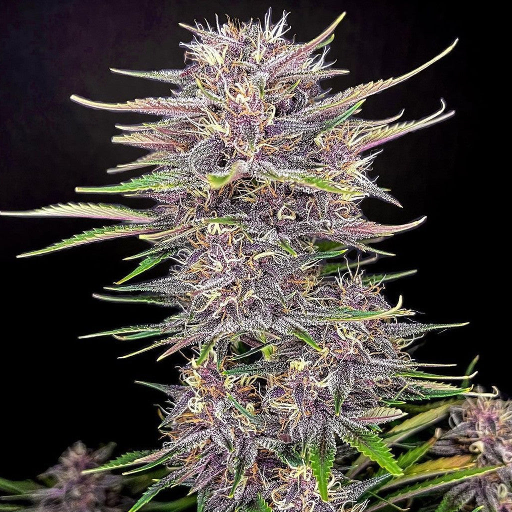 Banana Purple Punch Auto Autoflower