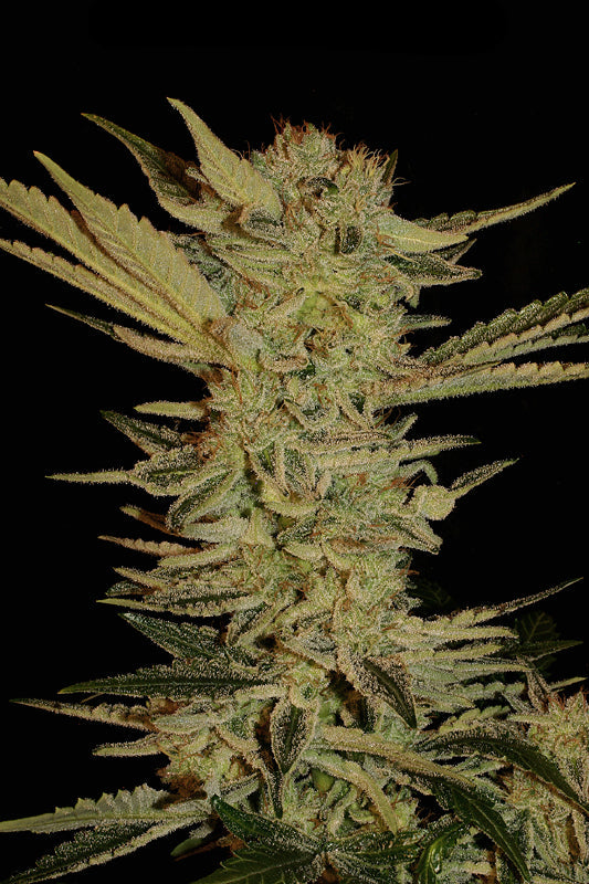 Bubble Gum Fotoperiodi