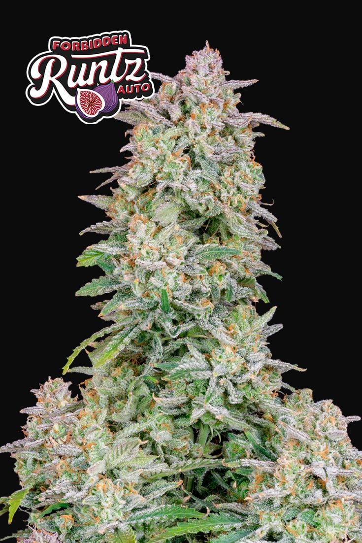 Forbidden Runtz Auto Autoflower