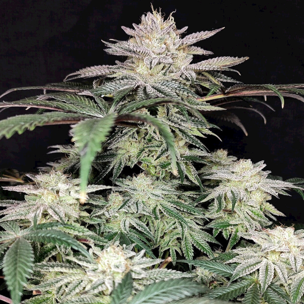 Golden Truffle