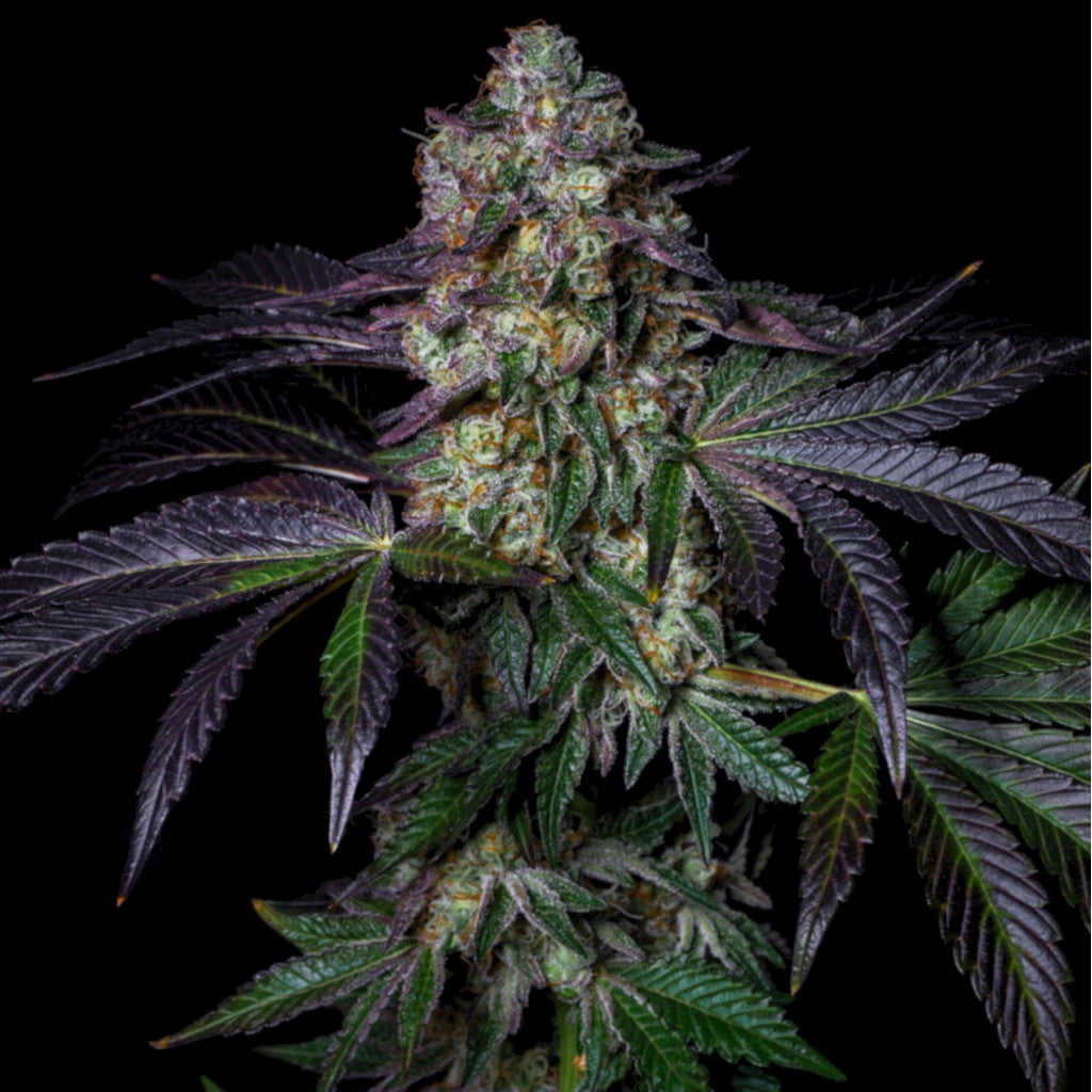 Kushmallow 3 Fotoperiodi