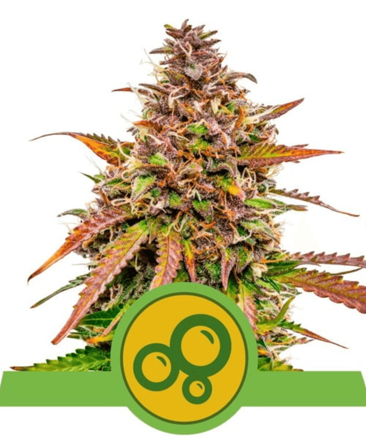 Bubble Kush Auto - Ghost Town Seeds