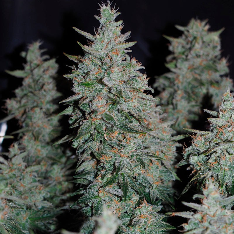 Critical Jack Fotoperiodi