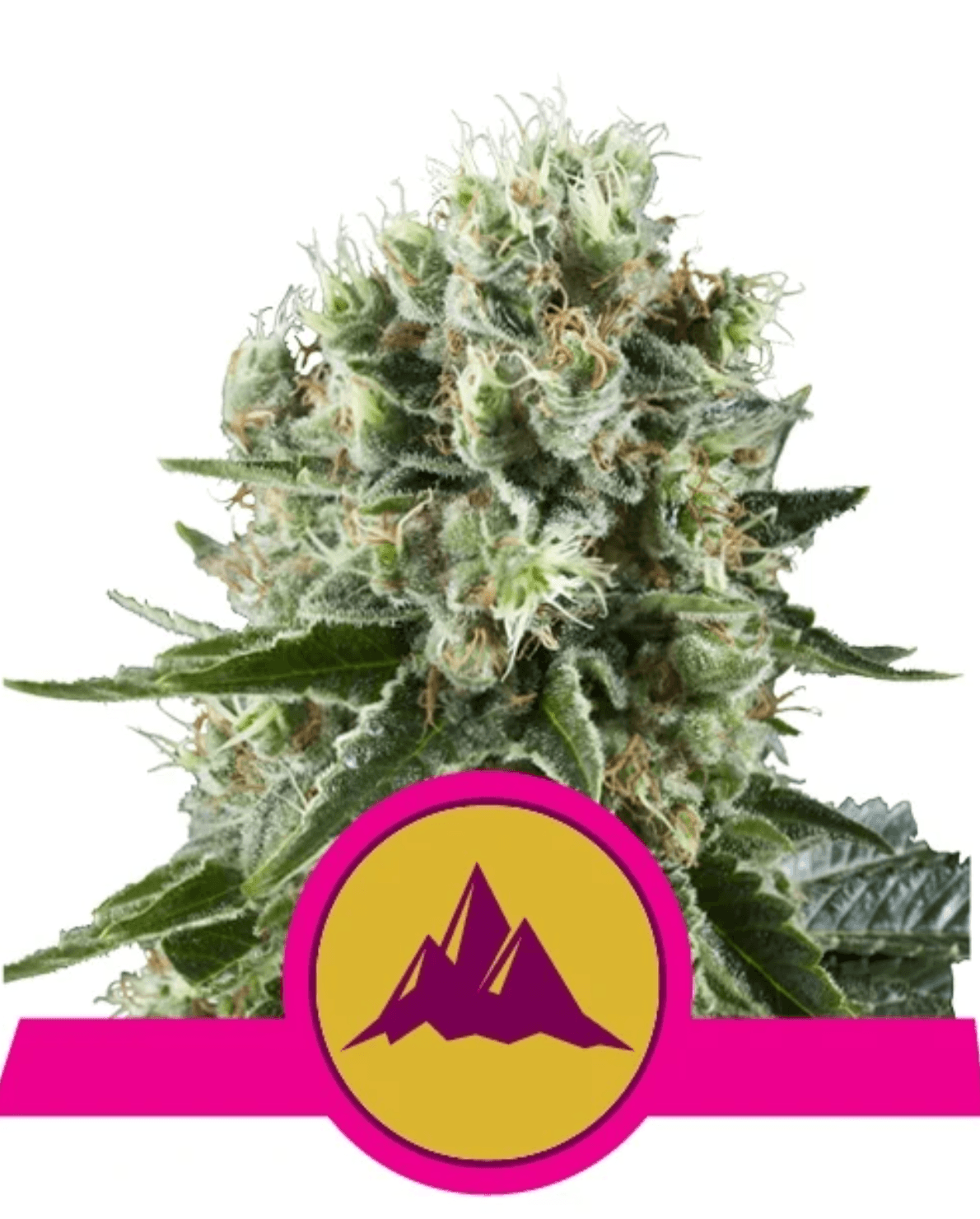 Critical Kush - Ghost Town Seeds