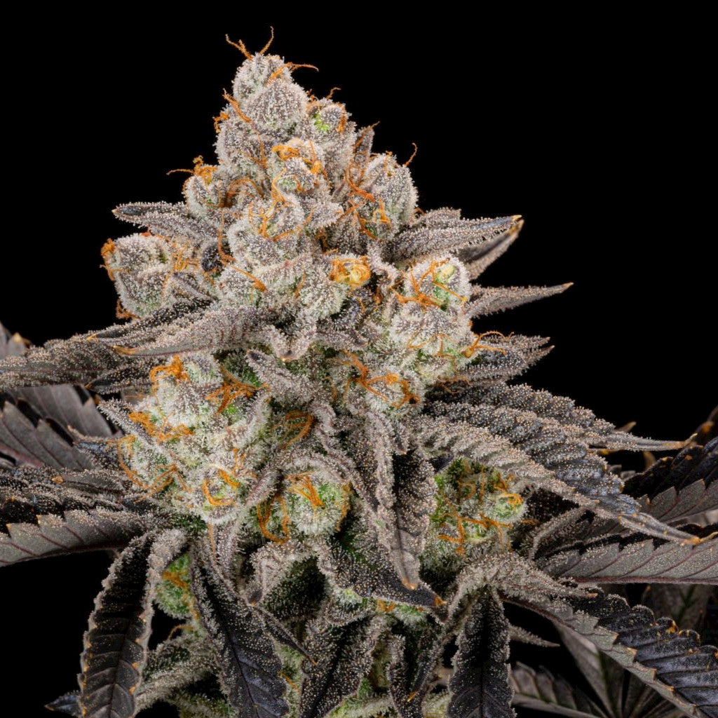 Gorilla Cookies Fast Flowering 10 Fotoperiodi