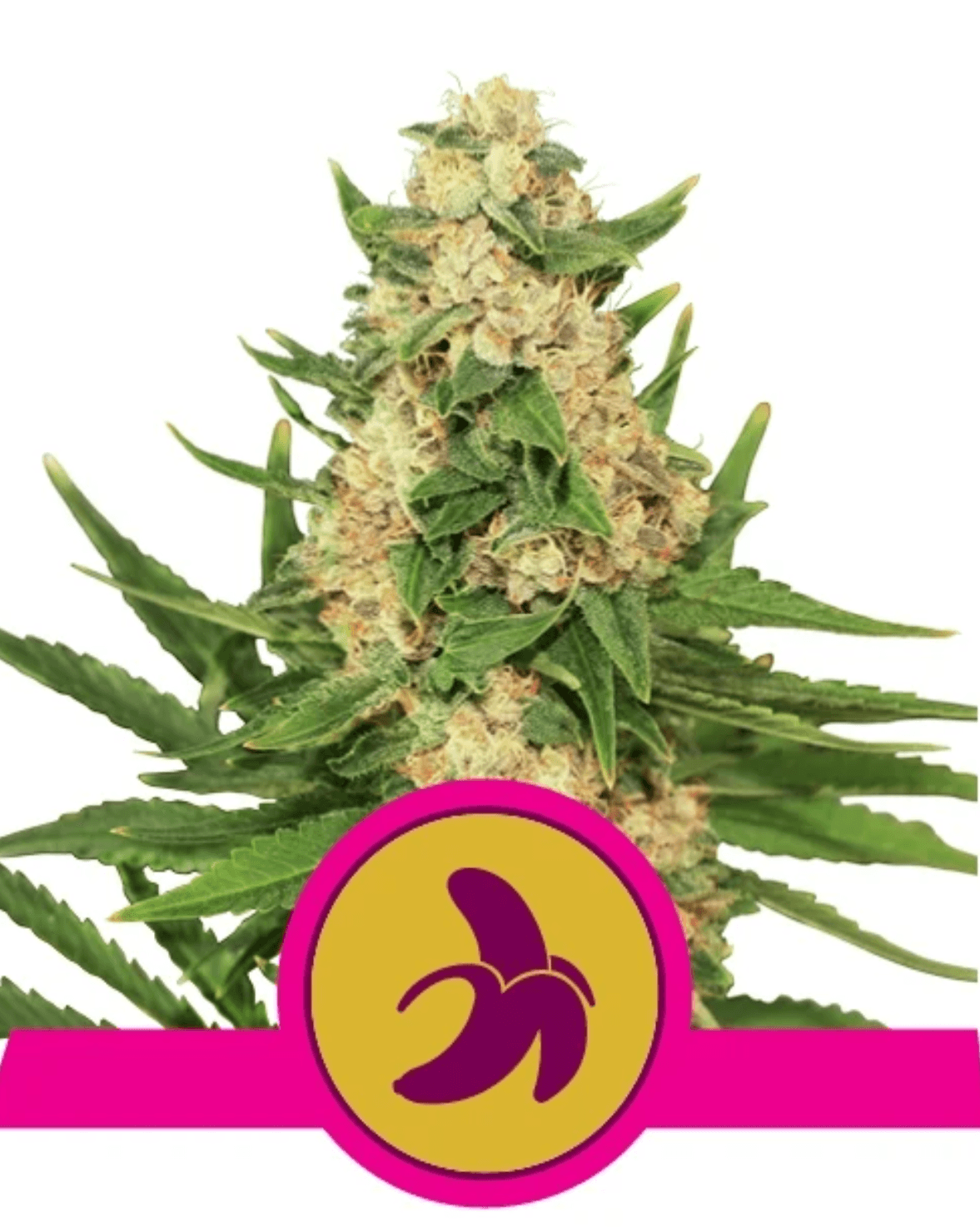 Fat Banana - Ghost Town Seeds