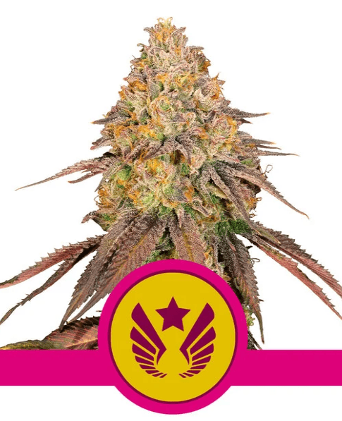 Legendary OG Punch - Ghost Town Seeds