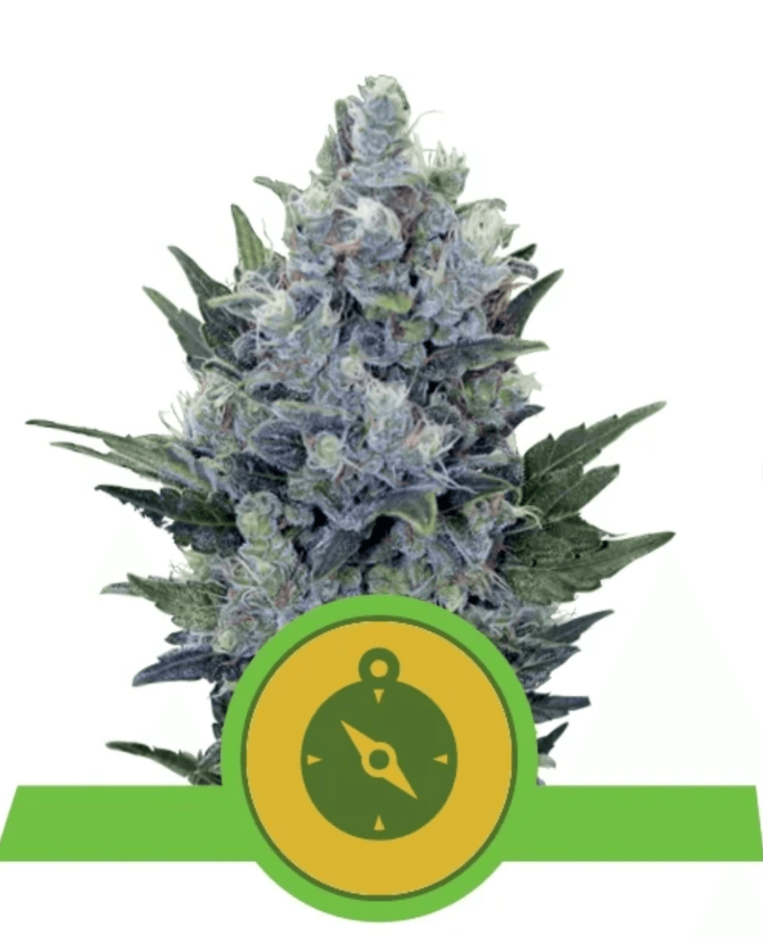 Northern Light Auto - Ghost Town Seeds