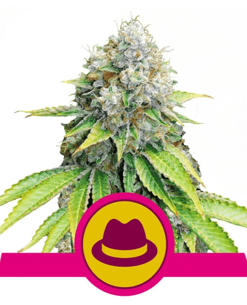 OG Kush - Ghost Town Seeds