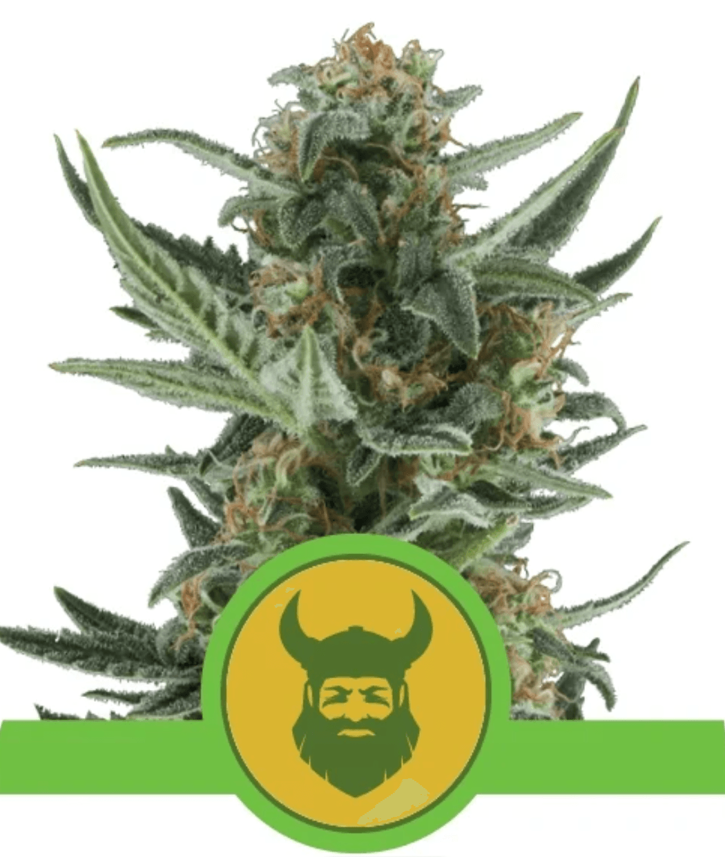 Royal Dwarf Auto - Ghost Town Seeds