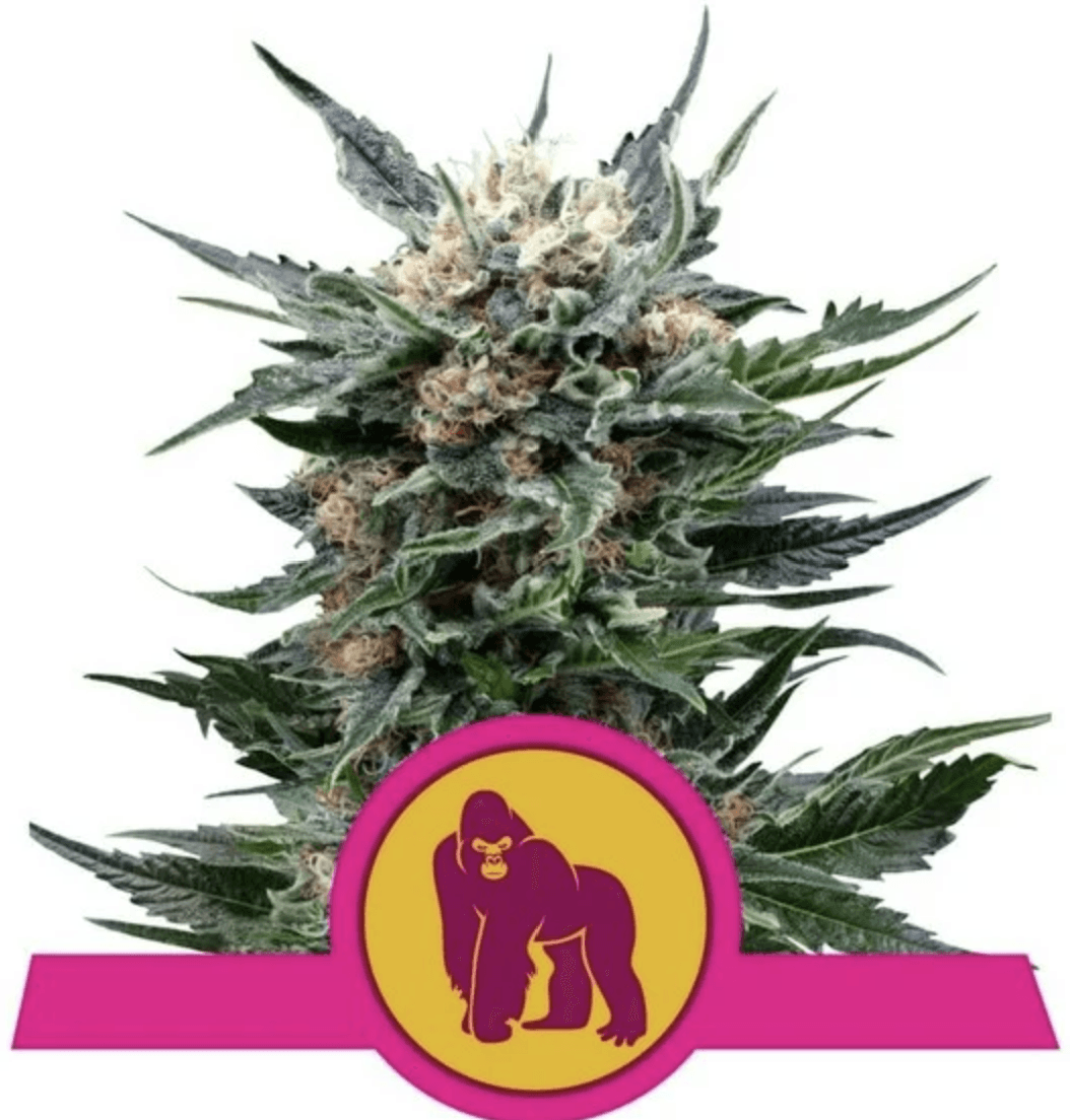 Royal Gorilla - Ghost Town Seeds