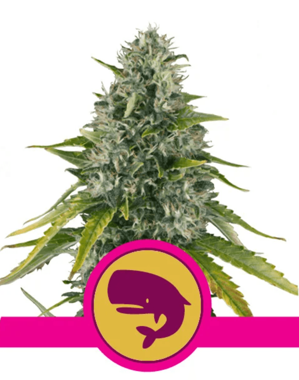 Royal Moby - Ghost Town Seeds