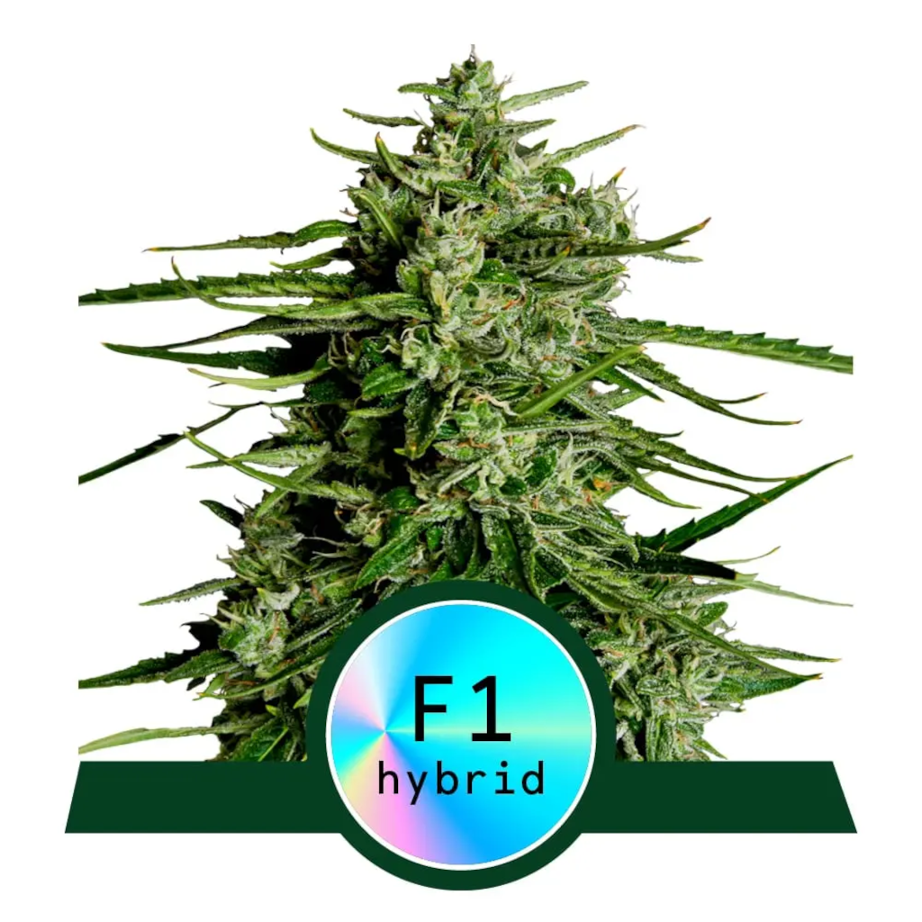 Titan F1 Autoflower