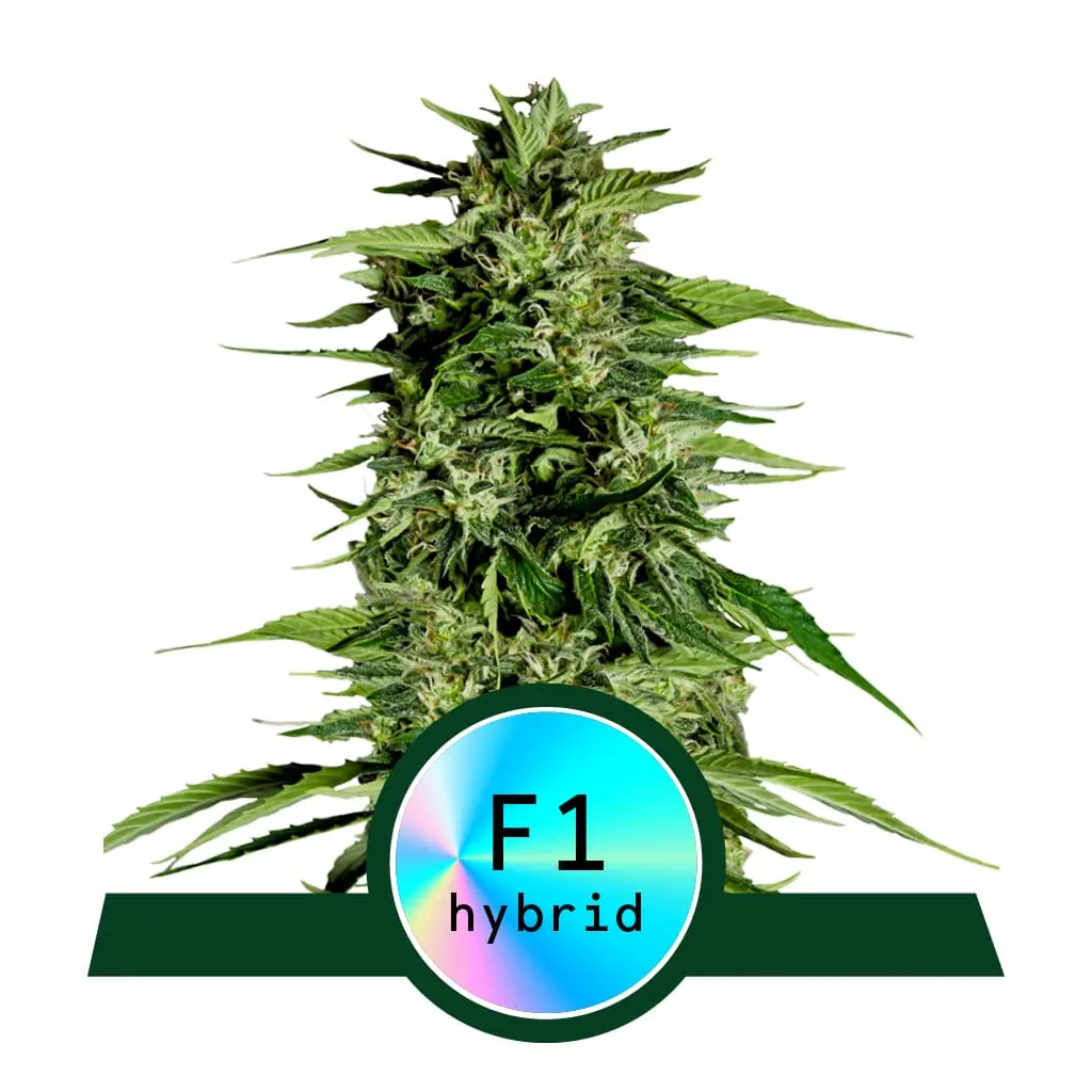 Hyperion F1 Autoflower