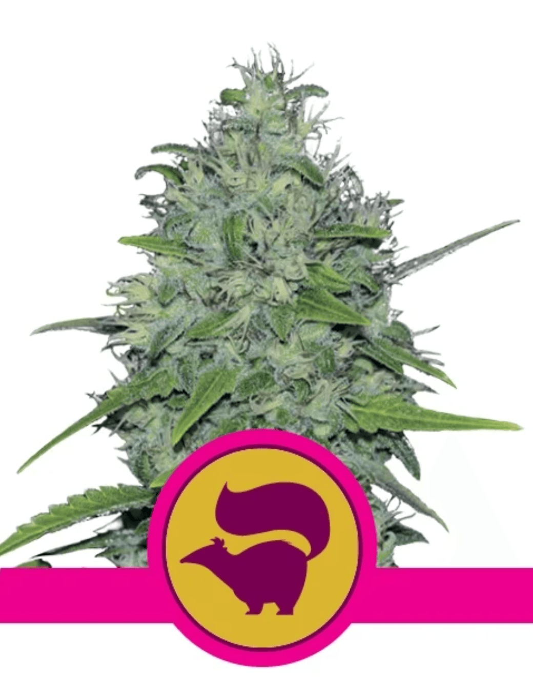 Skunk XL - Ghost Town Seeds