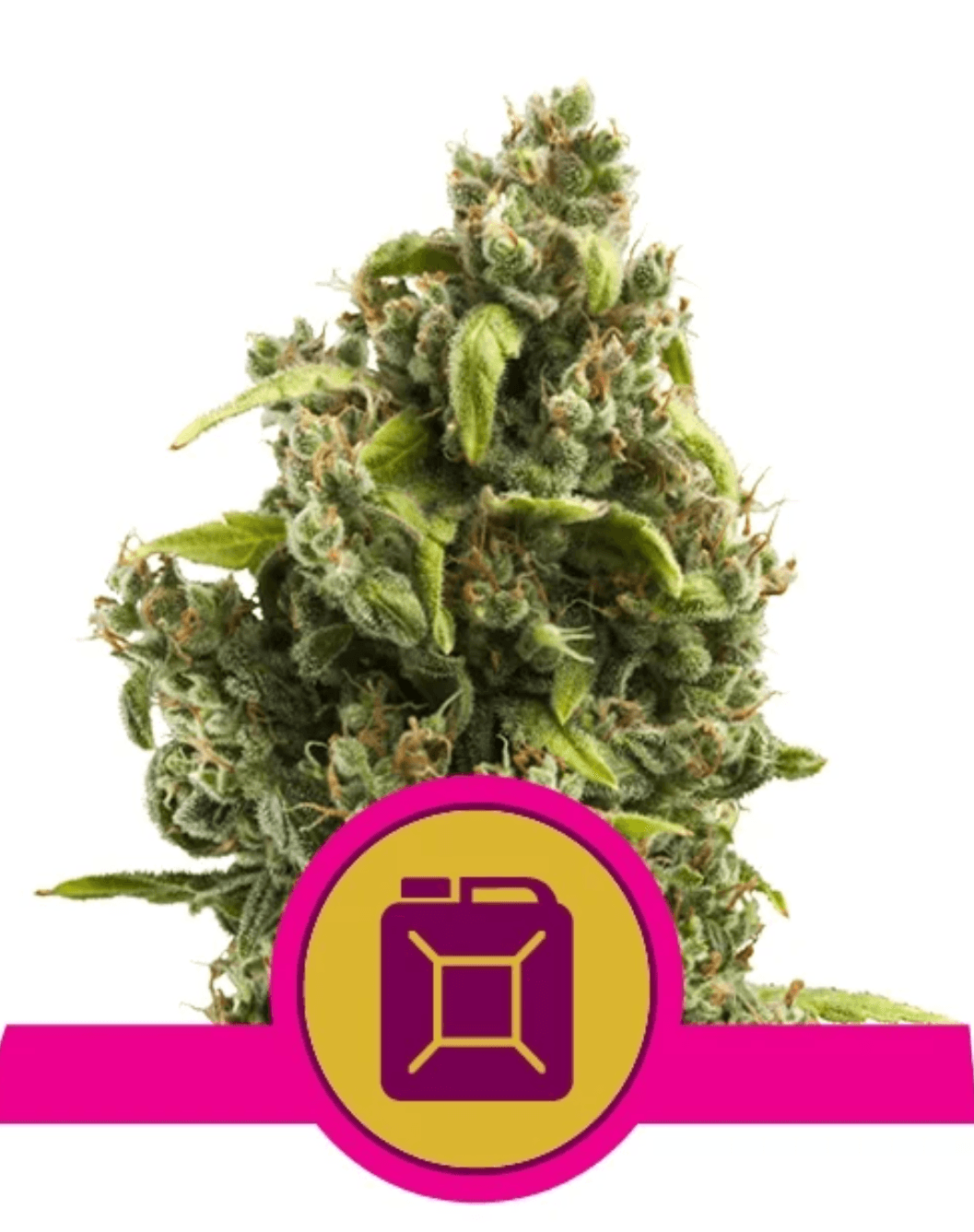 Sour Diesel - Ghost Town Seeds