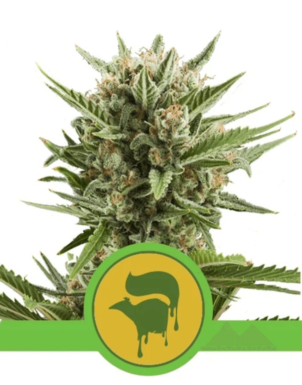Sweet Skunk Auto - Ghost Town Seeds