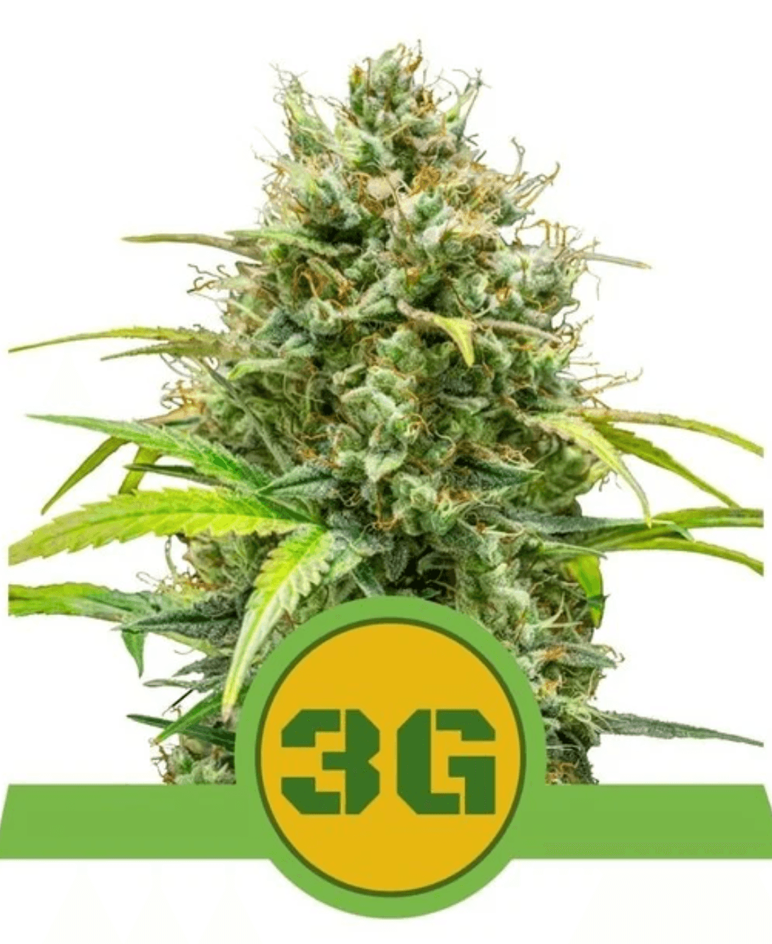 Triple G Auto - Ghost Town Seeds