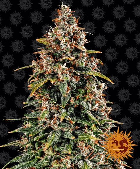 Watermelon Zkittlez Auto - Ghost Town Seeds