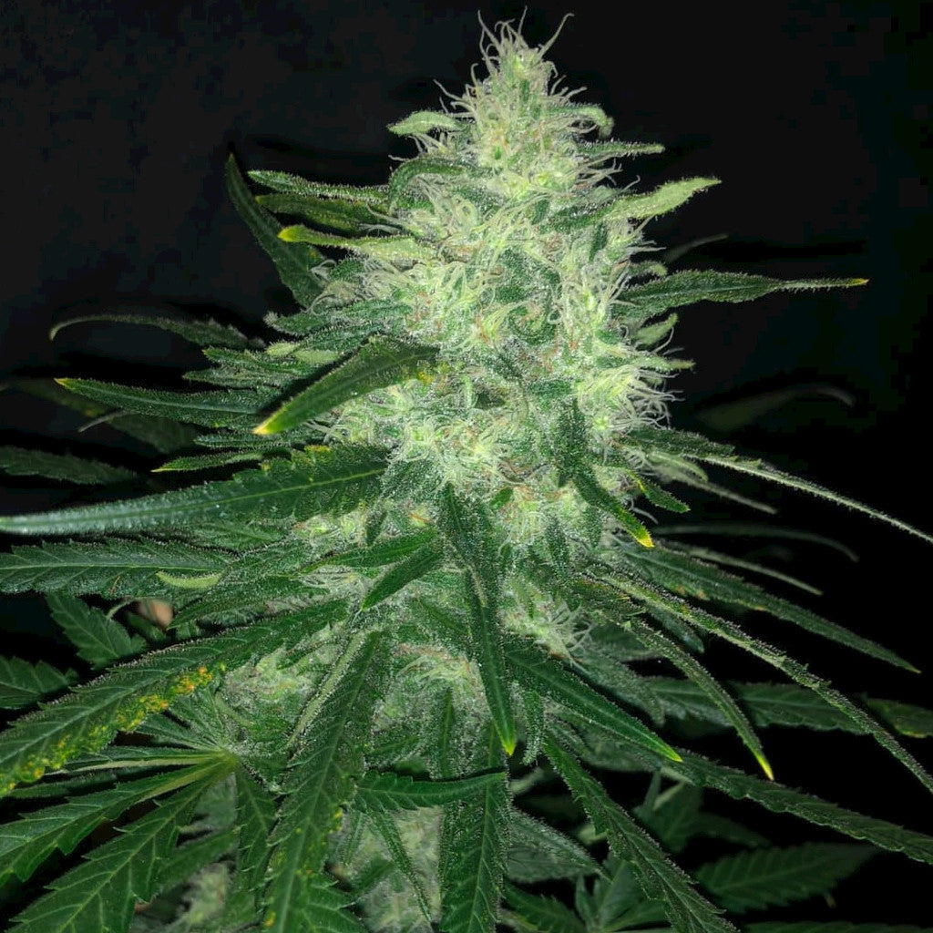 Wedding Cake 3 Fotoperiodi