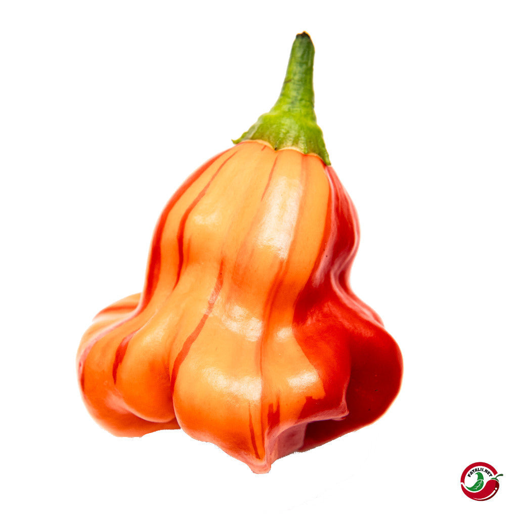 Fatalii - Zebrange chilit