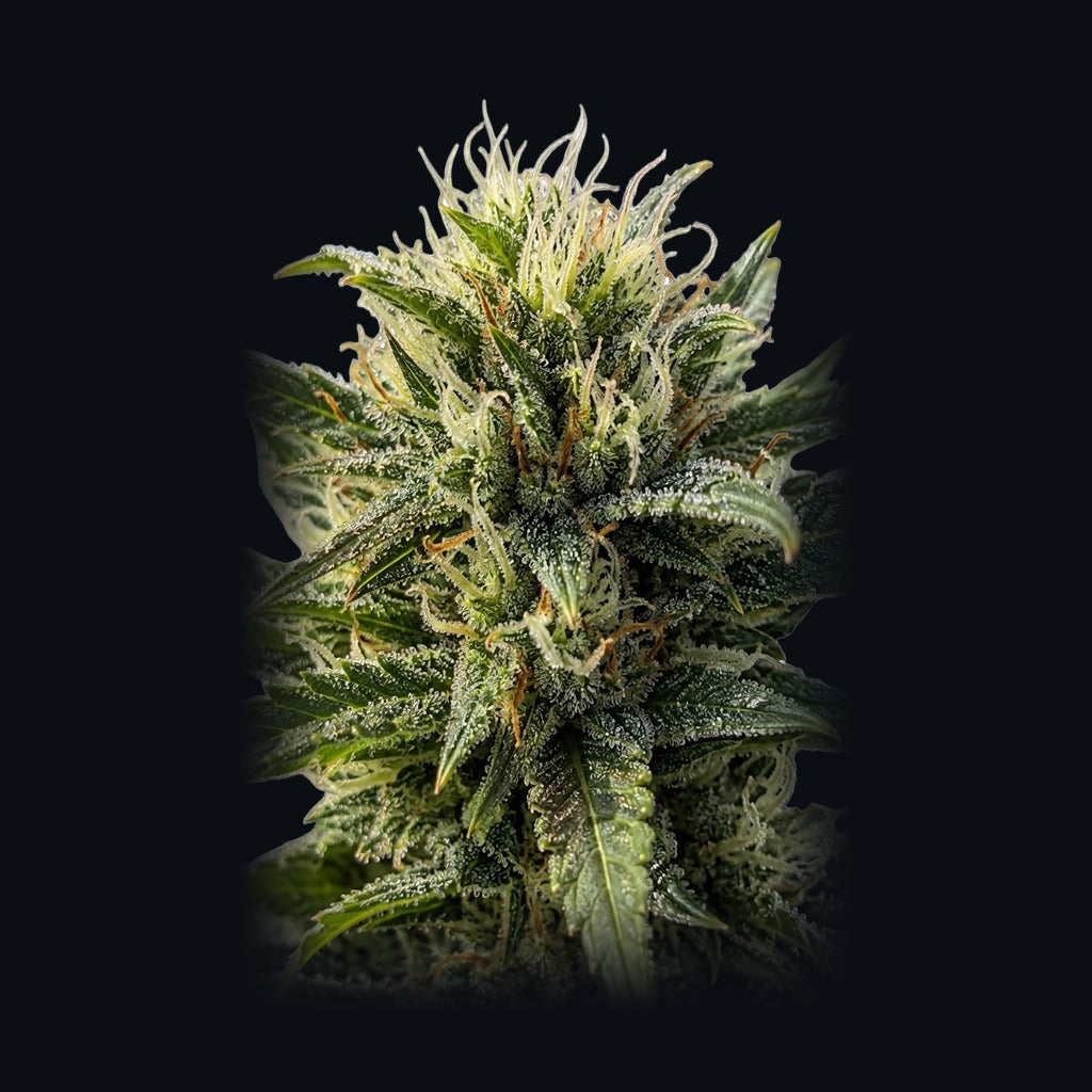 Blueberry Caviar -lajikkeen kuva, Strain Station