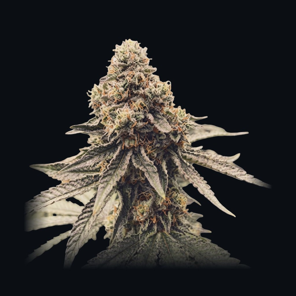 Bond of Bliss Auto -lajikkeen kuva, Strain Station