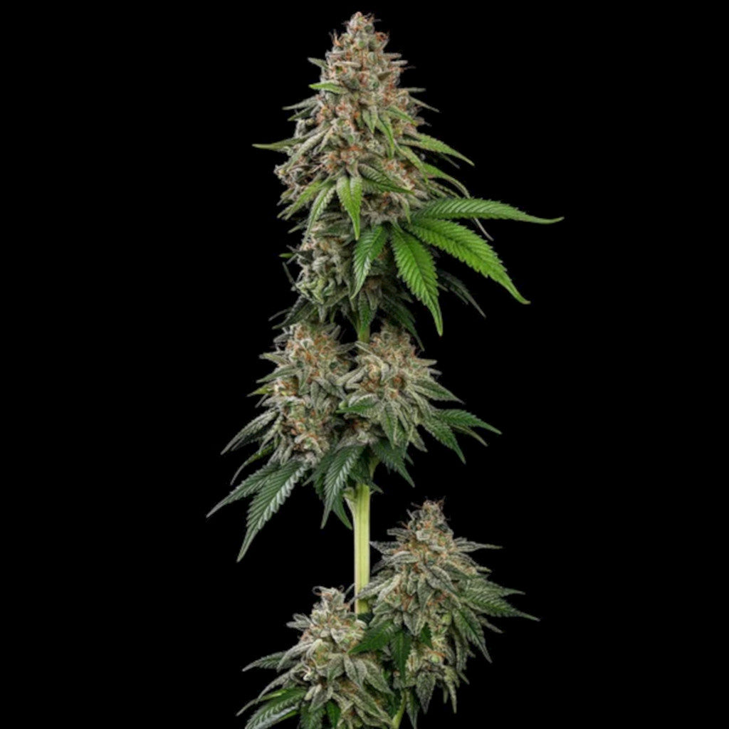 Bubblegum XL