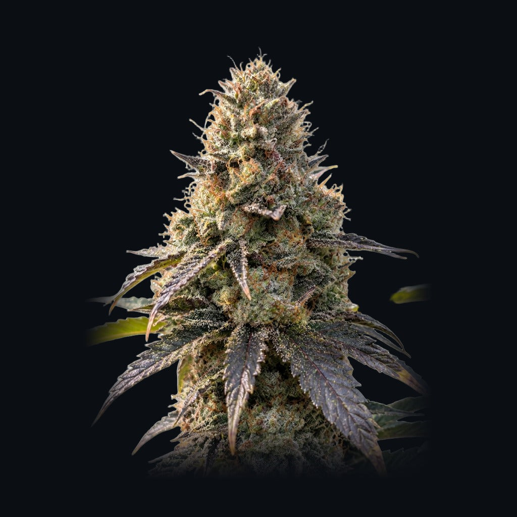 Candy Fumes -lajikkeen kuva, Strain Station