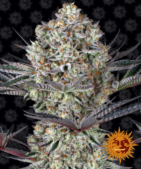 Dos Si Dos 33 - Ghost Town Seeds
