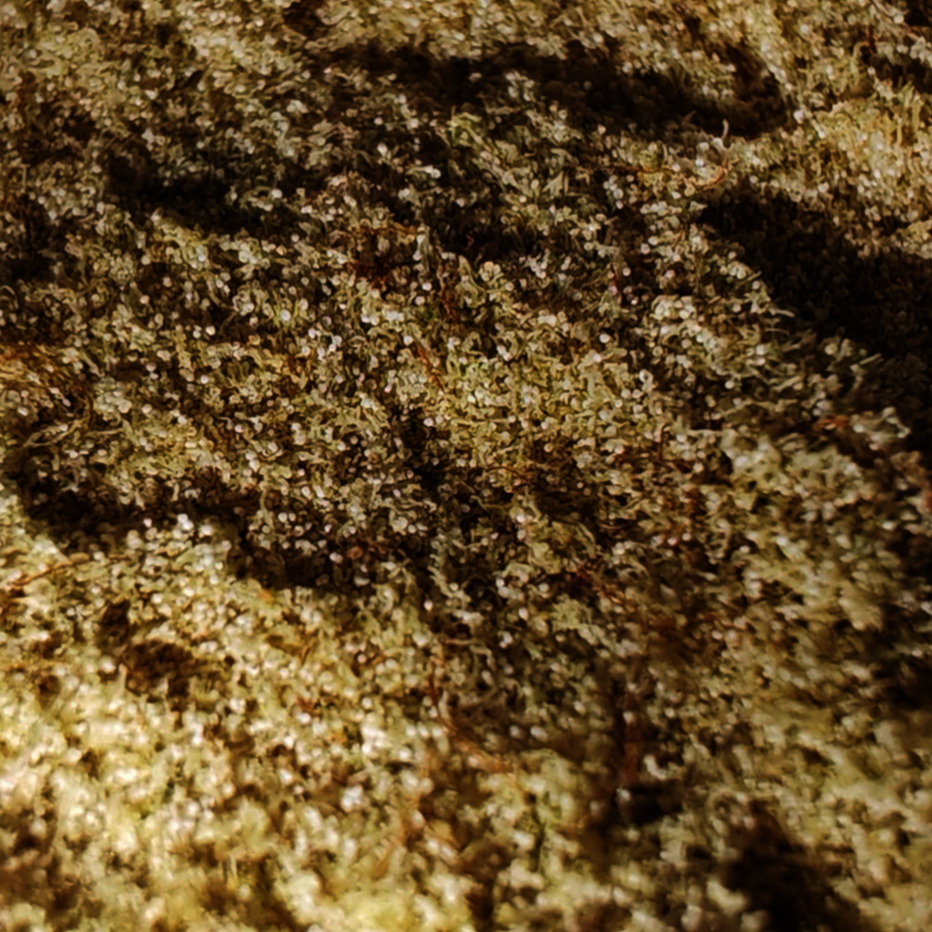Wizard Haze Dry Sift Hash 90 µ (1 g)