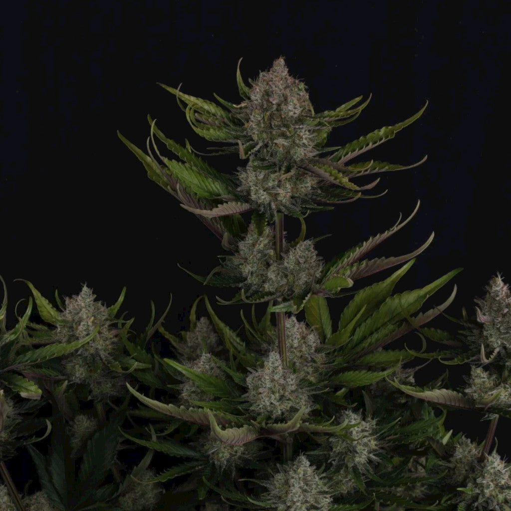 Guava Auto RF3
