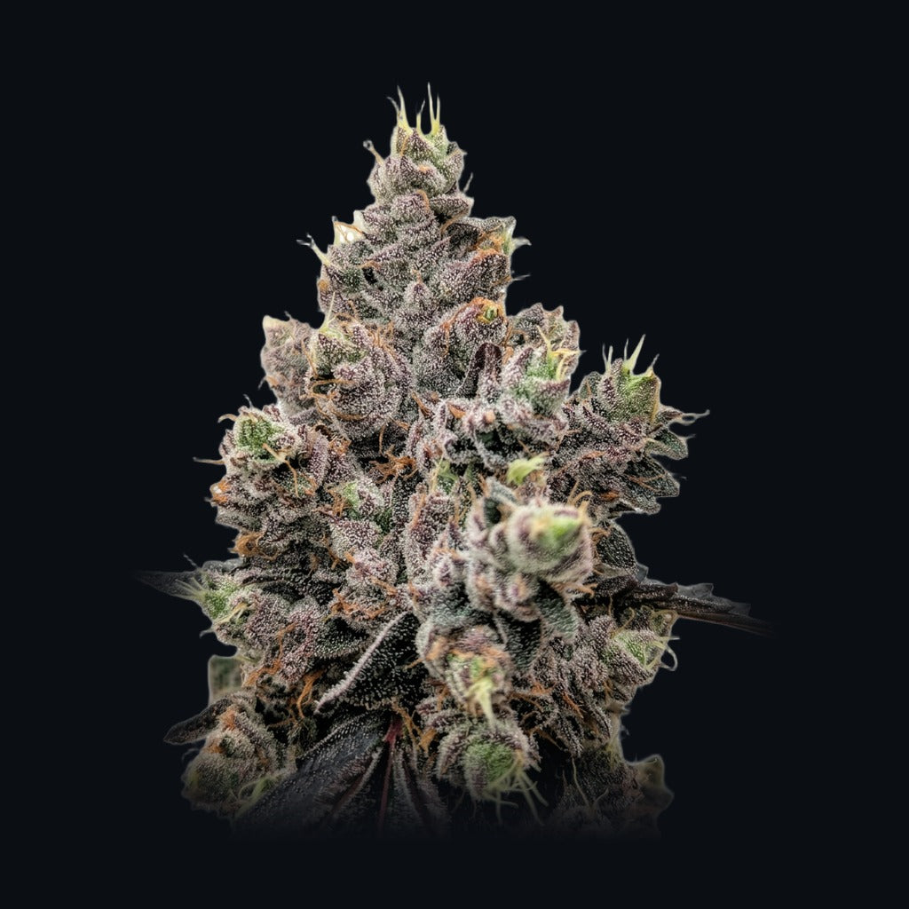 Hash Burger -lajikkeen kuva, Strain Station