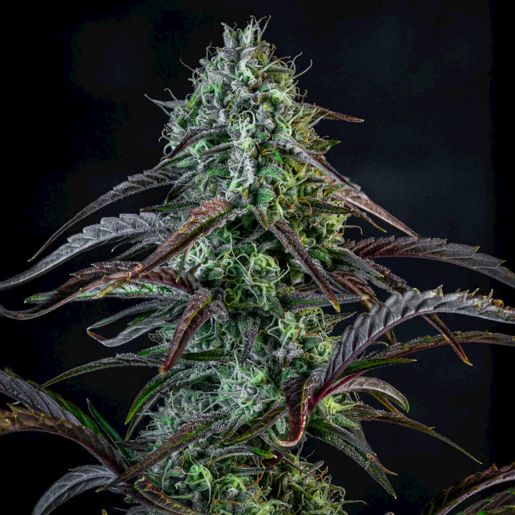 Iced ‘n’ Baked