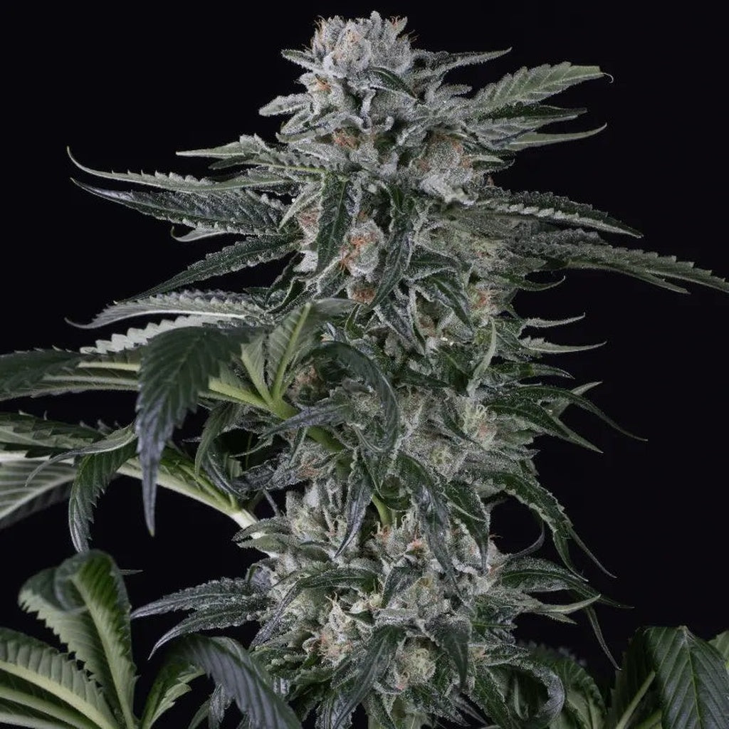Moby Dick Autoflower