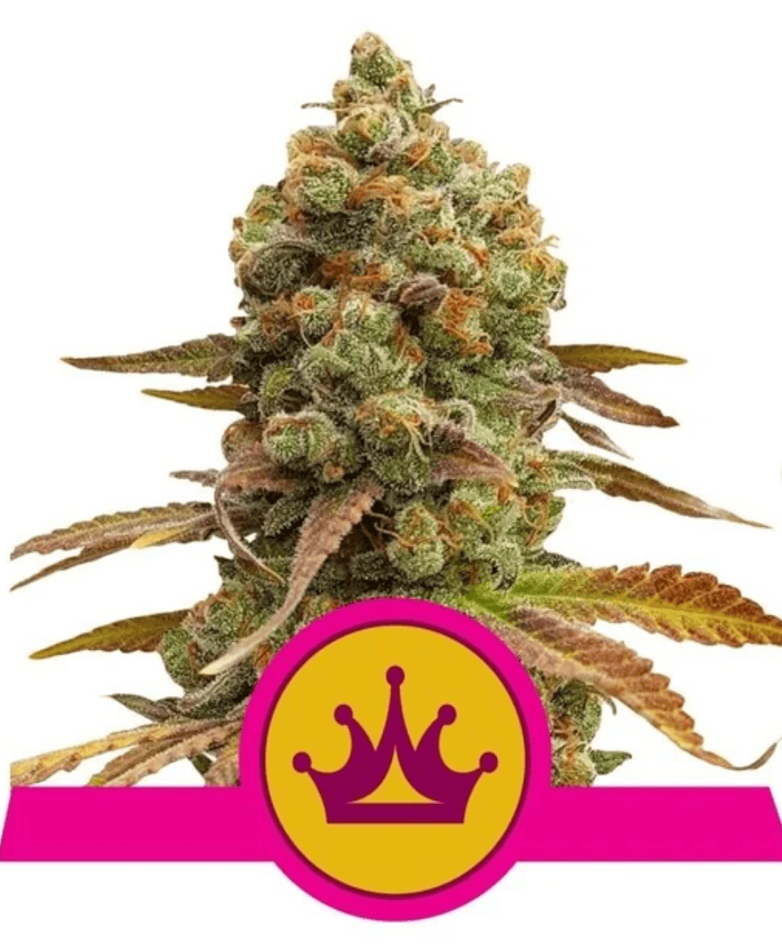 Northern Light - Ghost Town Seeds