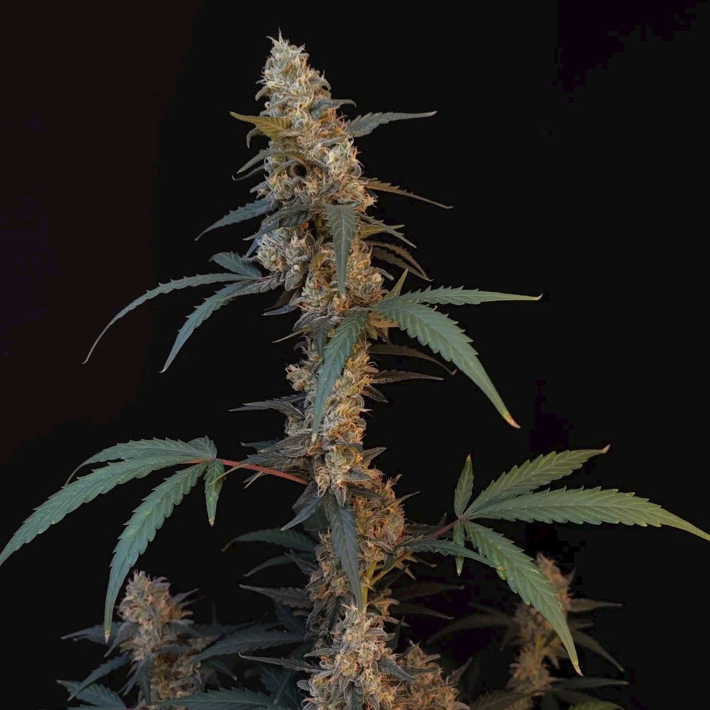 Orginal Bubblegum Auto