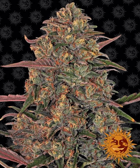 Pineapple Chunk - Ghost Town Seeds