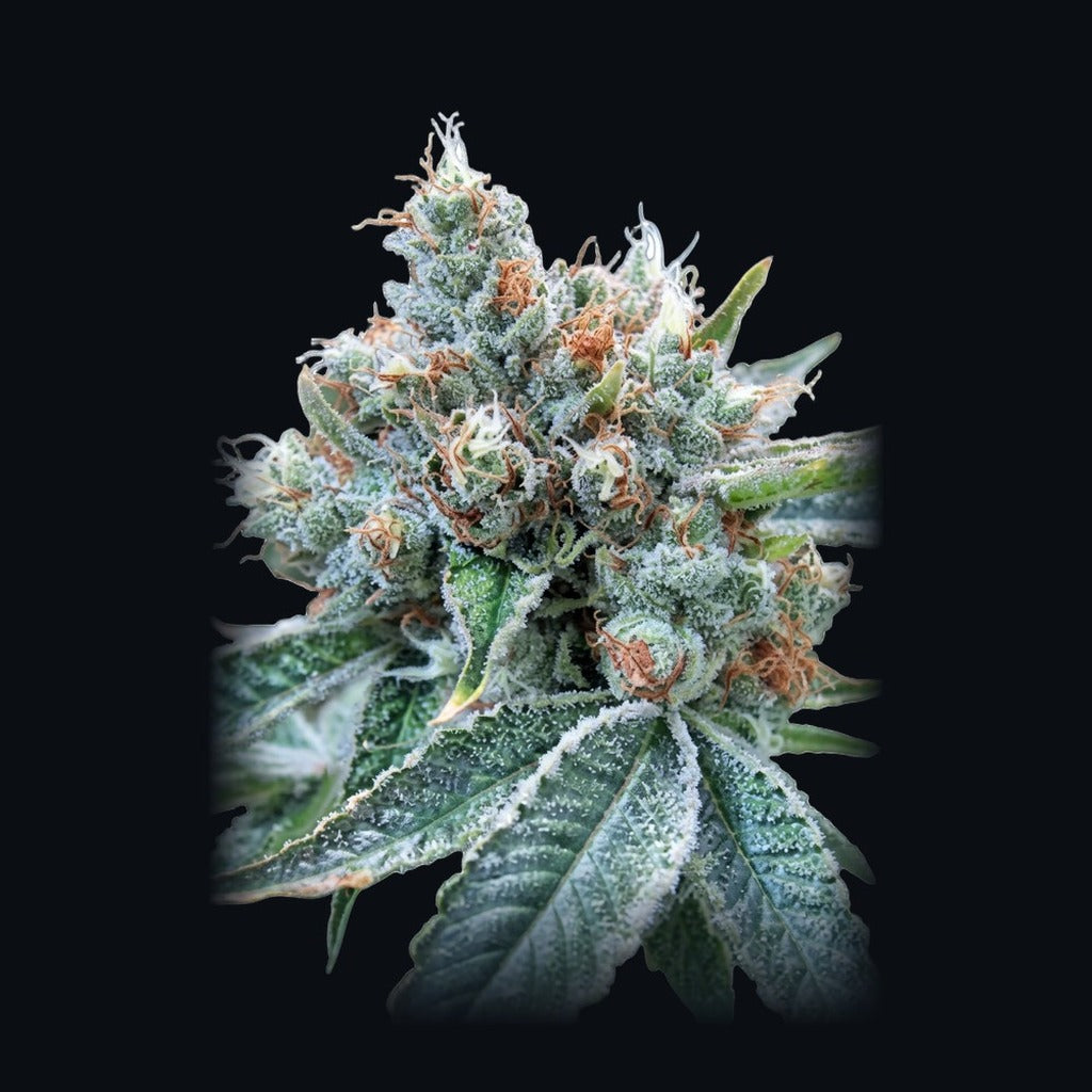 Sweet & Sour Auto -lajikkeen kuva, Strain Station